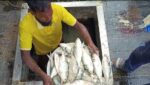 ২০ লাখ টাকার ইলিশ এক ট্রিপে মিললো